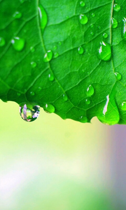 Роса на листе в макро обои