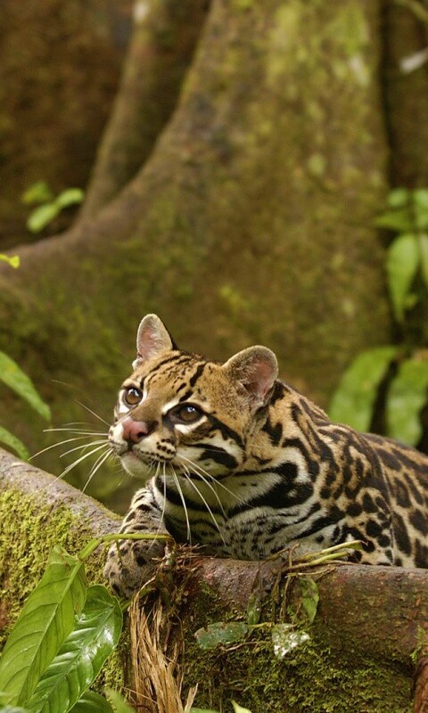 Оцелот обои