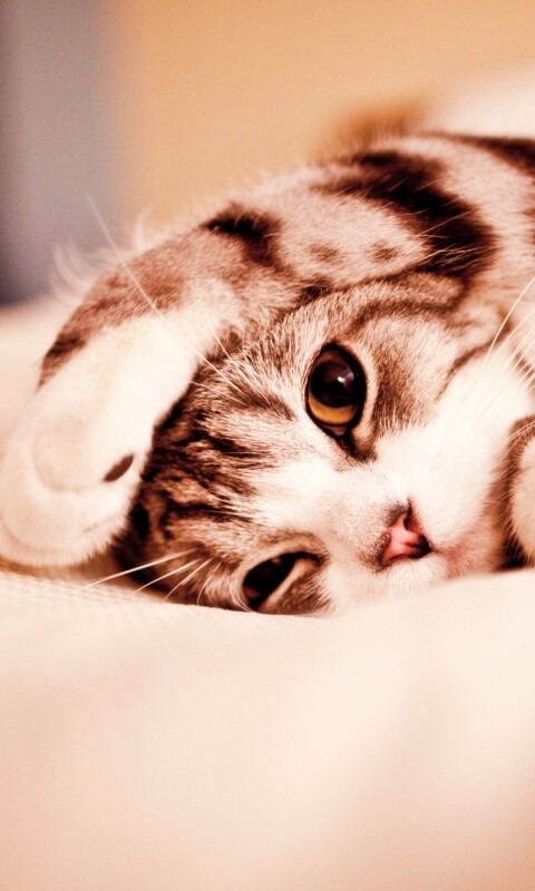 Прикольный кошак обои