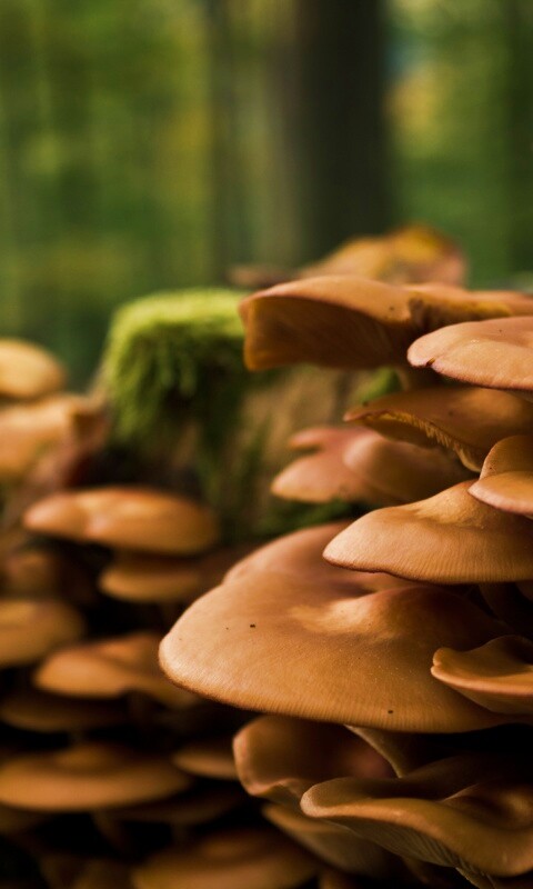 Лесные грибы на пне обои