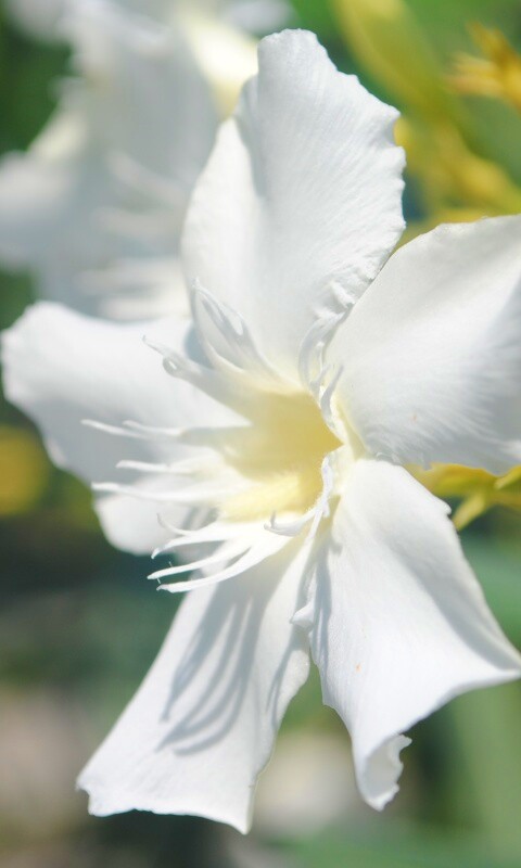 Эухарис, амазонская лилия обои