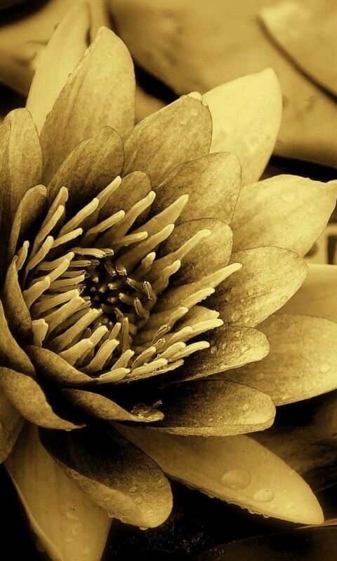 Кувшинка обои