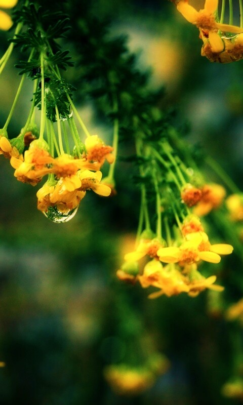 Жёлтые цветочки на ветке обои