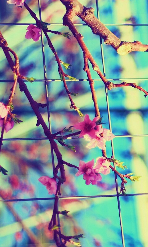 Ветка за сеткой обои