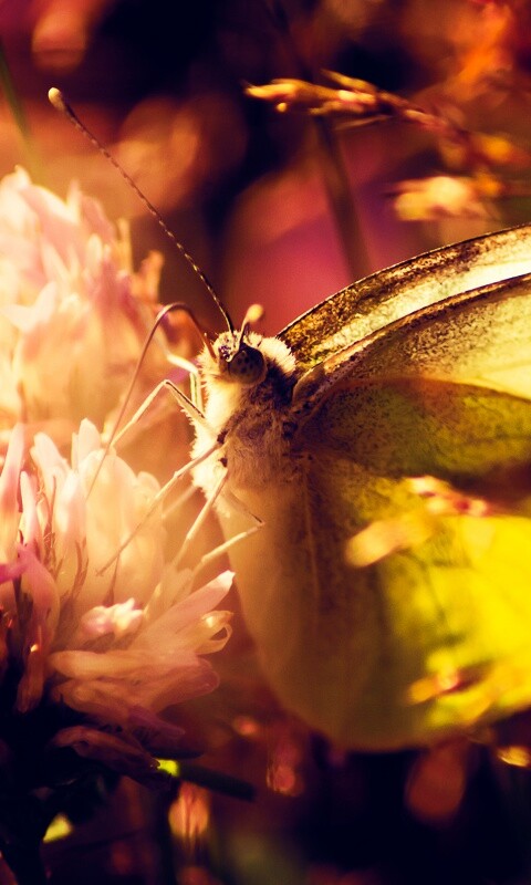 Бабочка на цветке обои