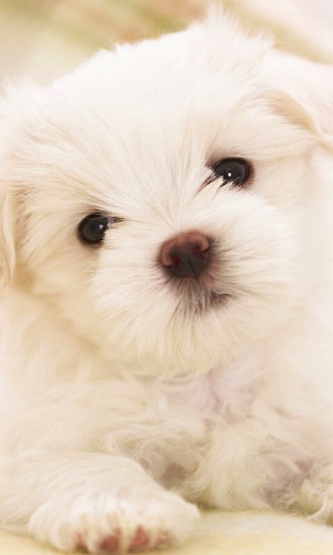 Щенок мальтийской болонки обои