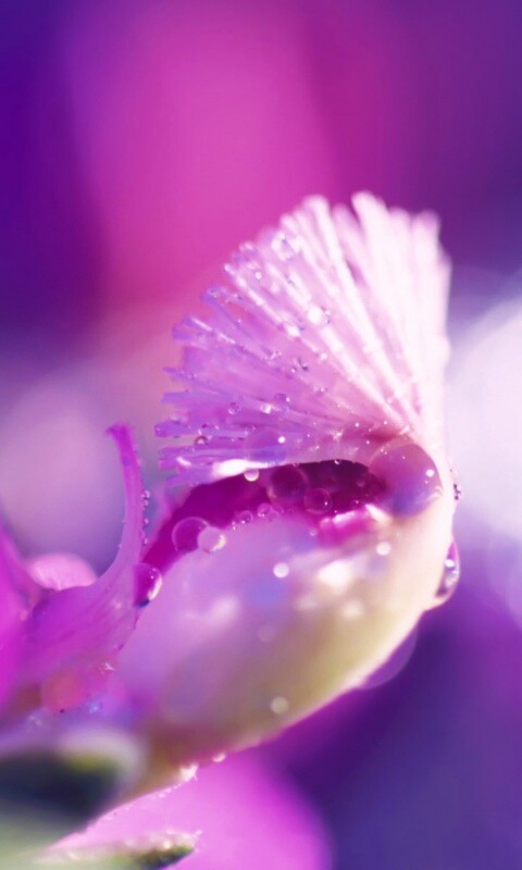 Капли на лиловом цветке обои
