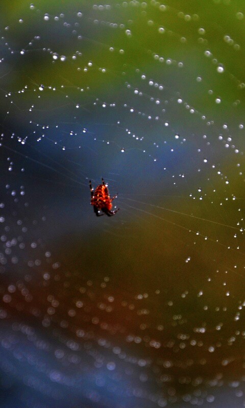 Паук на паутине обои