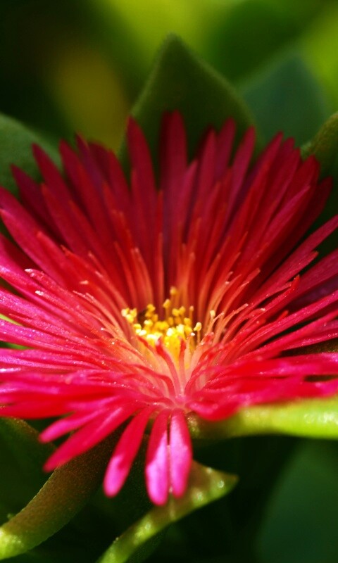 Чудесный цветок обои