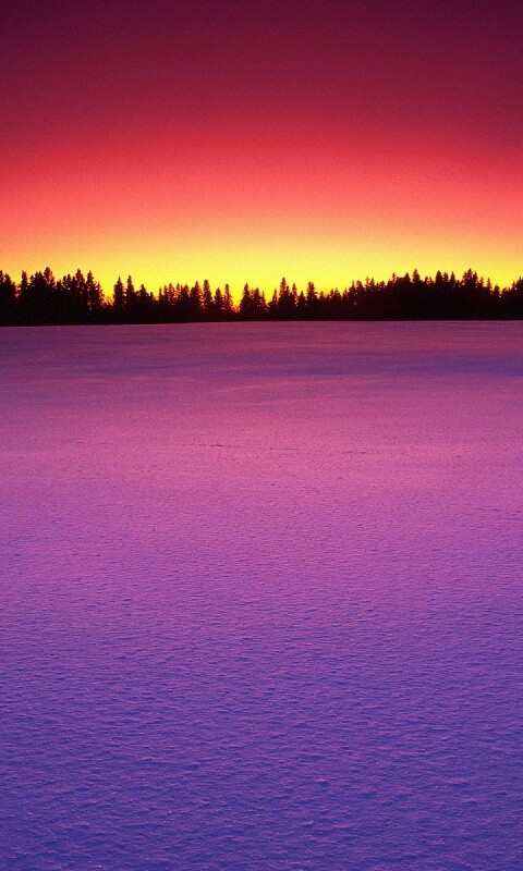 Восход над заснеженным лесом обои