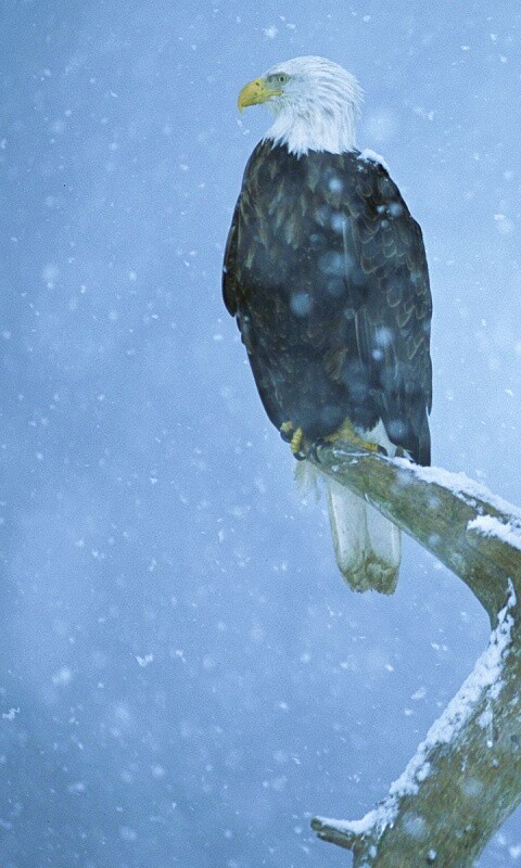 Орлы на ветке в снегопад обои