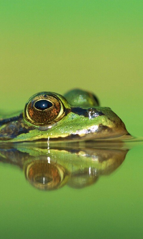 Лягушка обои