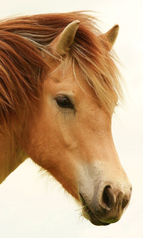 Гривастый конь обои