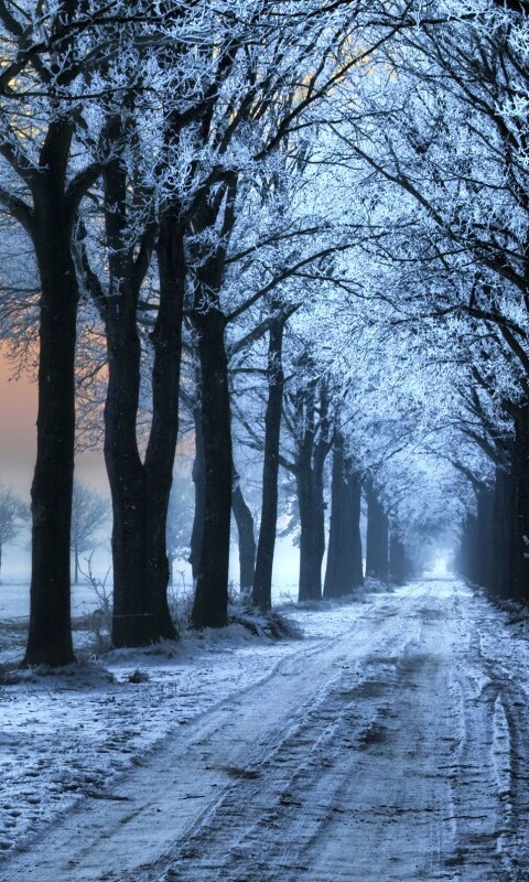 Морозное утро обои