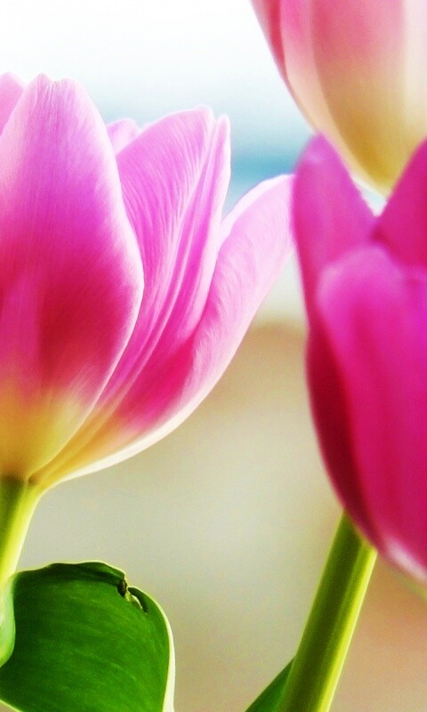 Тюльпаны обои
