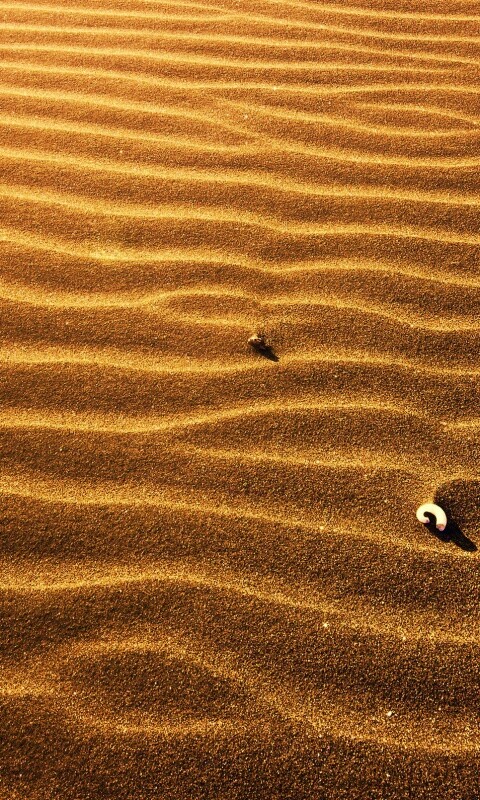 Песок и раковины обои