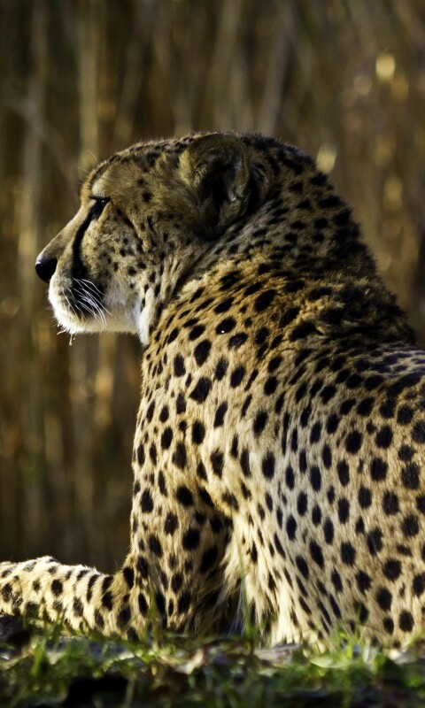 Гепард обои