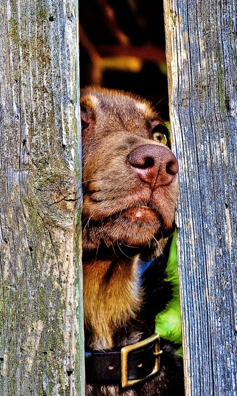 Собака выглядывает из-за забора обои