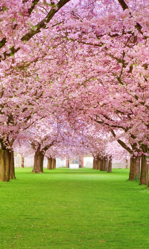 Розовая аллея обои