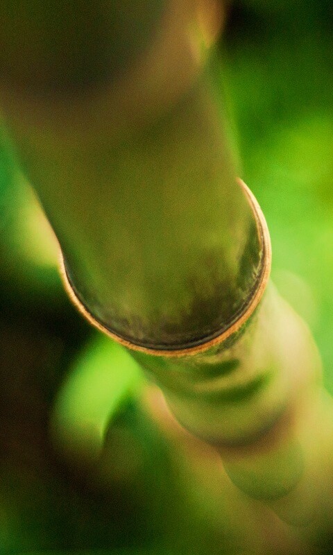 Бабмук растет обои