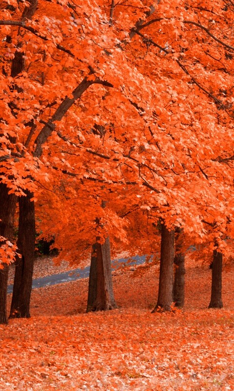 Парковая осень обои