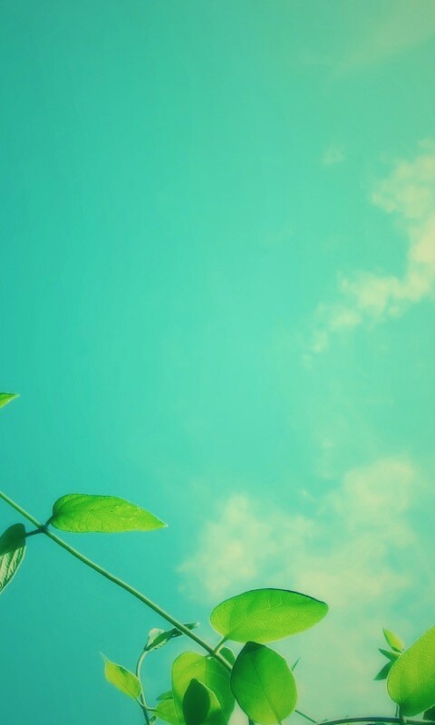 Веточки на фоне неба обои