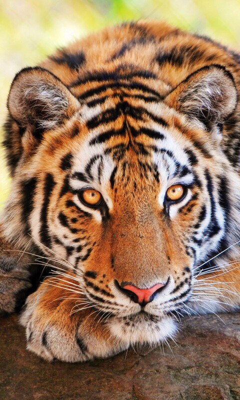 Большая полосатая кошка обои