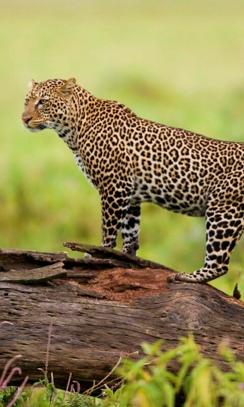 Леопард на природе обои