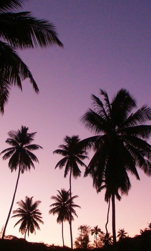 Пальмы на фоне фиолетового неба обои
