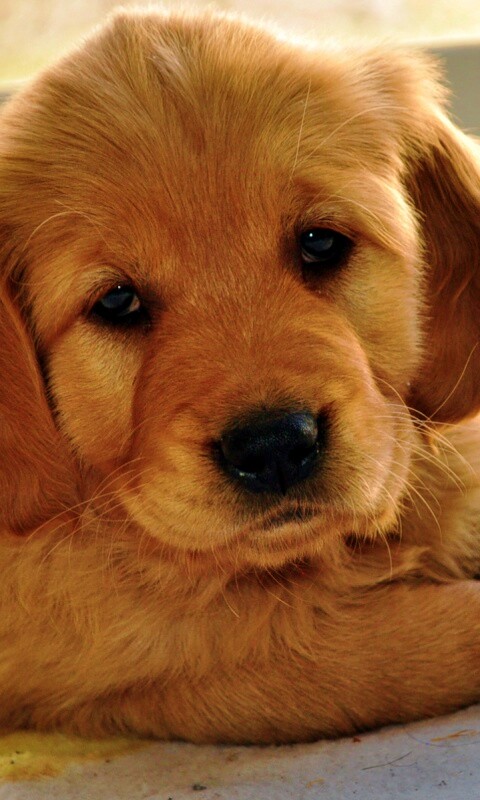 Сонный щенок лабрадора обои