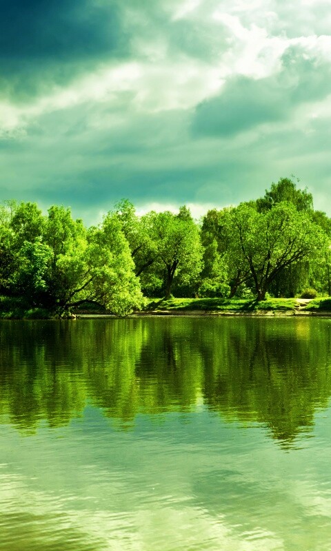 Деревья на берегу озера обои