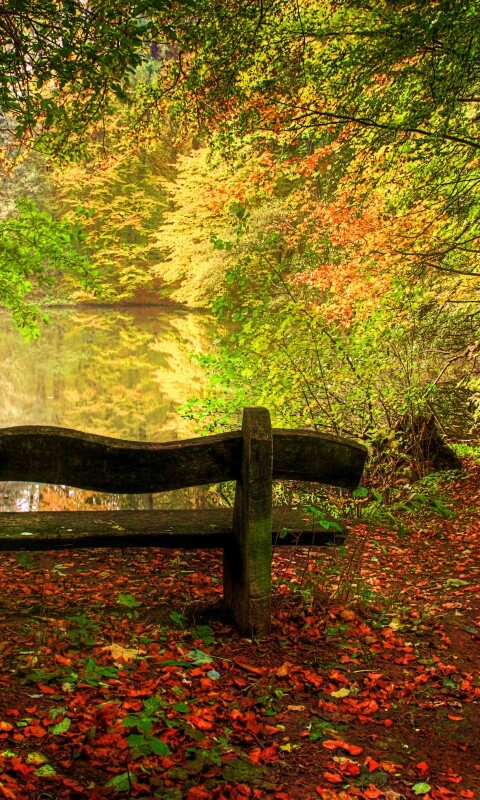 Скамейка в лесу обои