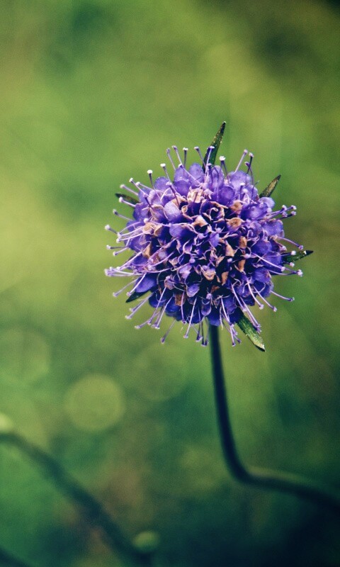 Цветок в макро обои