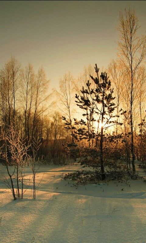 Зимний лес обои