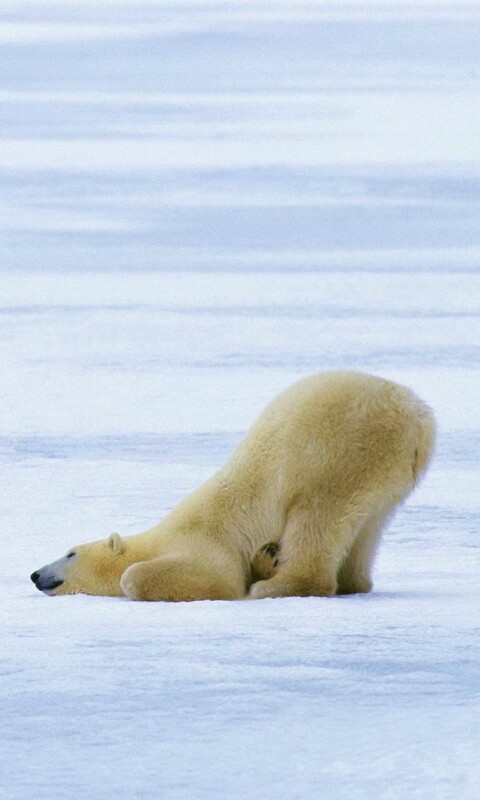 Полярный мишка в смешной позе обои