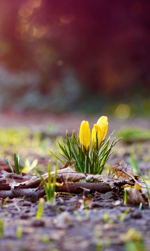 Весенняя трава и цветы обои