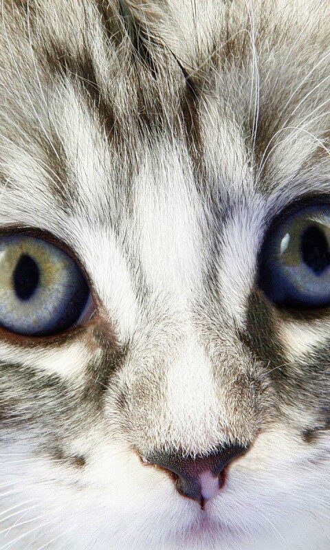 Пушистый котенок обои