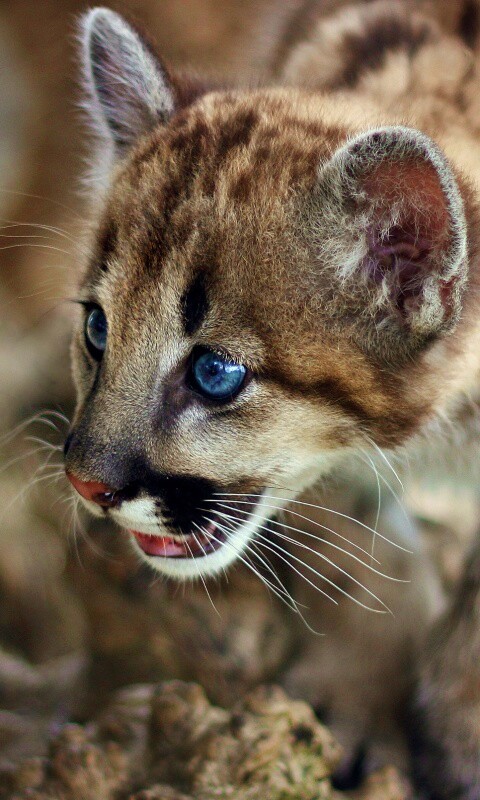 Котенок барса обои