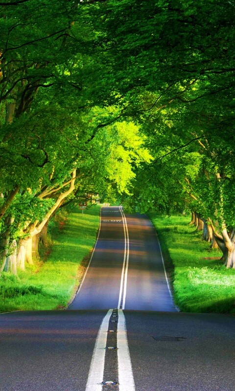 Дорога через лес обои