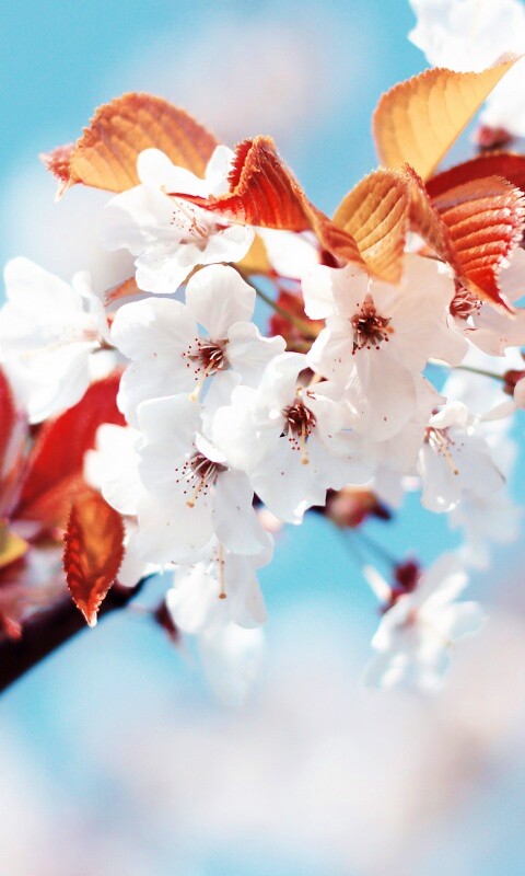 Белые цветы вишни обои