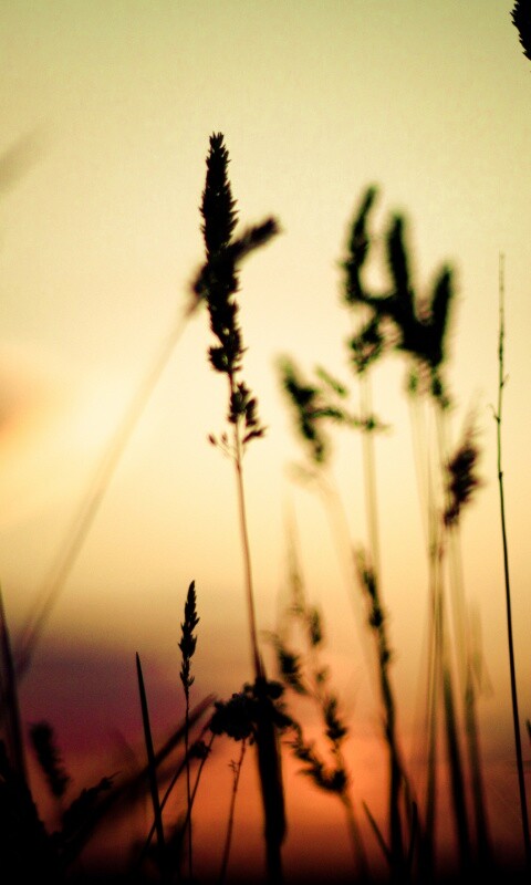 Дыхание природы обои