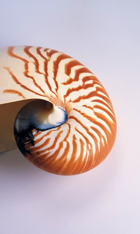 Ракушка в полоску обои