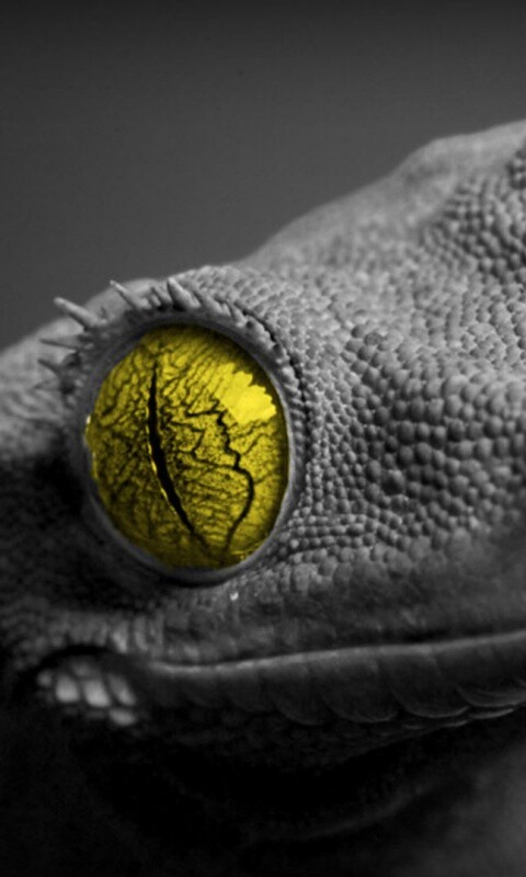 Ящерка обои