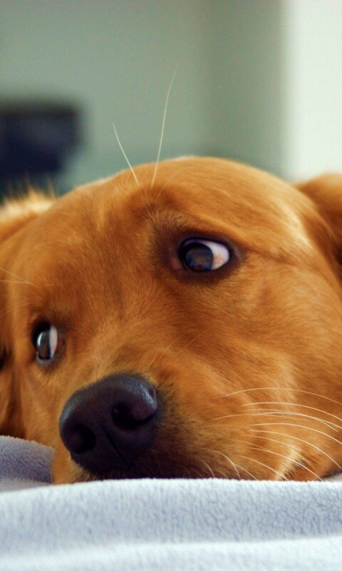 Лабрадор-ретривер обои