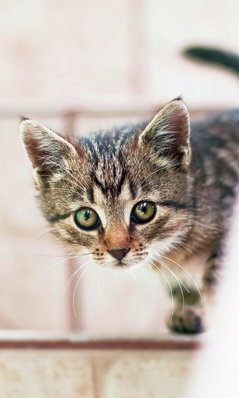 Коётнок выглядвает обои