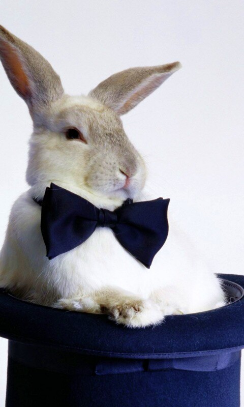 Кролик в цилиндре фокусника обои