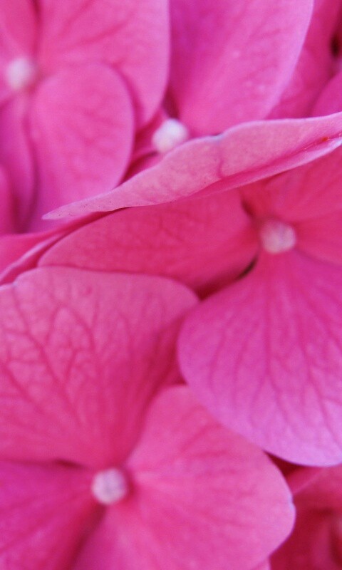 Фиолетовые нежные цветы обои