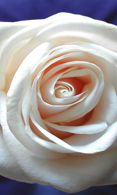 Белая роза на синей ткани обои
