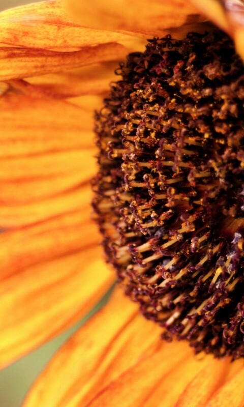 Подсолхну осенью обои