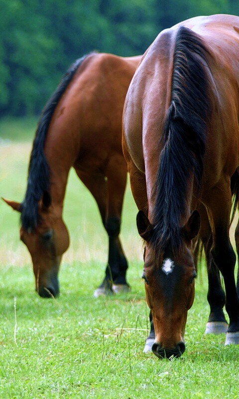 Время пощипать травку обои